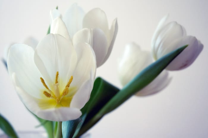 Tulipe