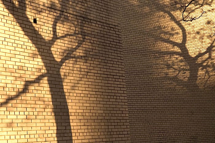 Brick or Tree